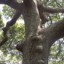 神明社のタブノキにはこぶがたくさん