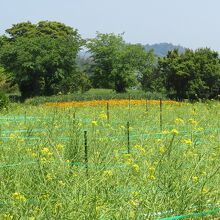 朴島の菜の花畑はGW頃が花盛りだそうです。