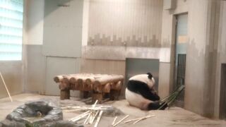 年パスを購入に行きました