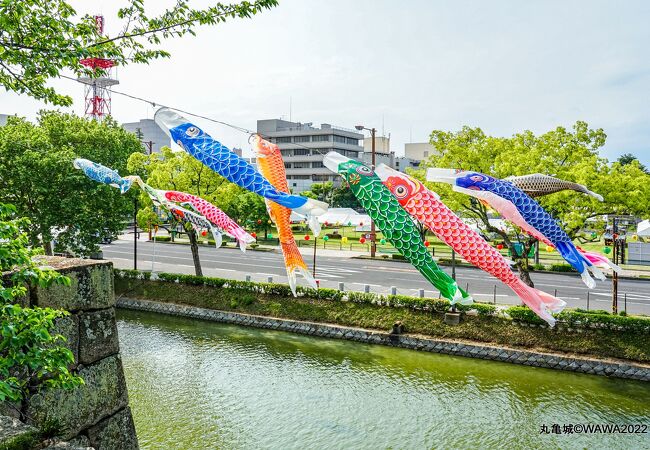 高い石垣の先端から沢山の鯉のぼりが綺麗でした。