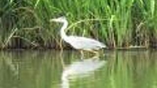 野鳥が少なかったので、花菖蒲を楽しみました