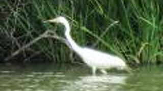 シロアジサシが水中にダイブする姿を見られました