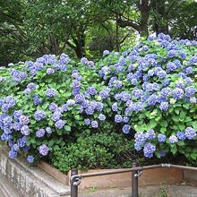 アジサイ園