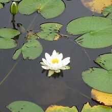 蓮の花