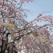 立派な桜並木