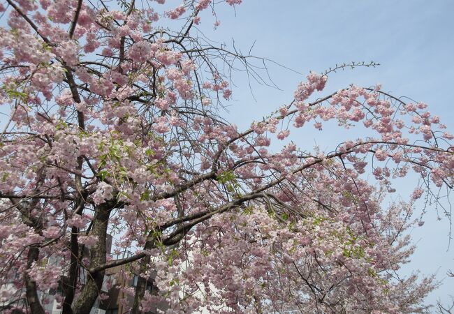 立派な桜並木