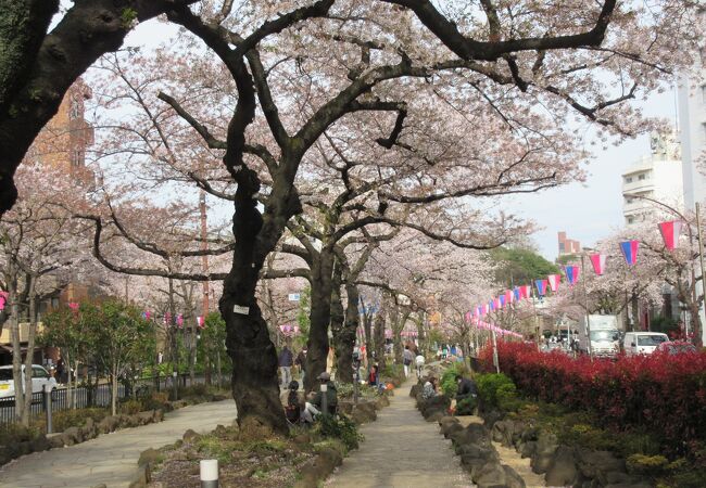 文京さくらまつり