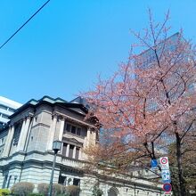 日本銀行と桜
