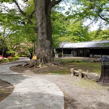 懐古園に入って右の道を進むと藤村記念館が見えてくる。