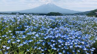 ちょこっとネモフィラ