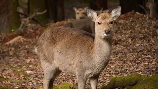 奈良公園の有名な鹿