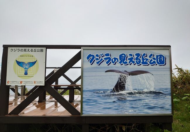 ここからクジラを見てみたい！