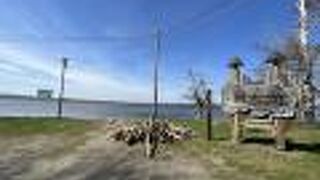 水芭蕉の群生地