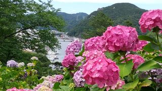 満開の紫陽花が見事