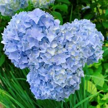 ミッキーマウスみたいな紫陽花見つけた!