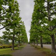 広大な公園、プラタナス並木は欧風でロマンチック！