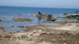 可愛らしいゴジラ