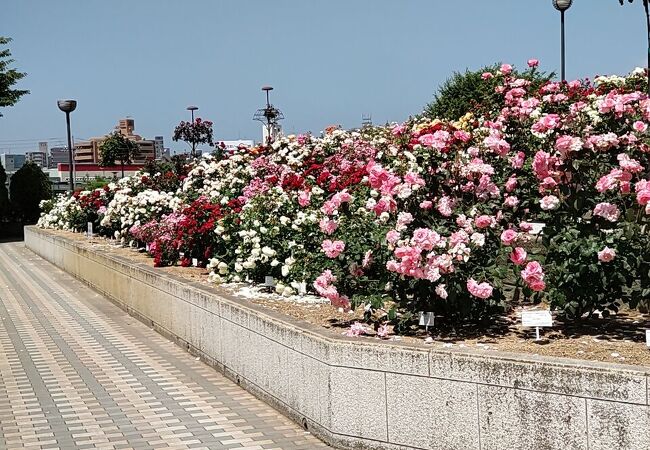 緑町公園 クチコミ アクセス 営業時間 福山 フォートラベル