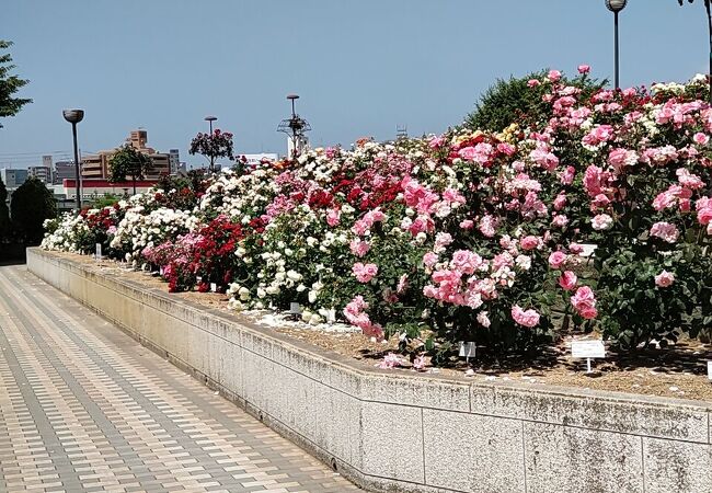 ばら祭りの後でも、まだまだ綺麗なバラに会える！　