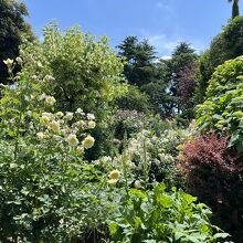 バラの庭園