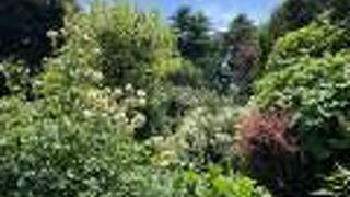 港の見える丘公園のバラの庭園