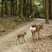 親子のシカ