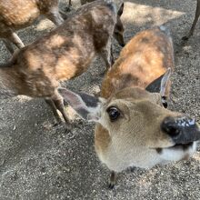せんべいを持つと 鹿の目の色が変わります。ちょっとコワイ
