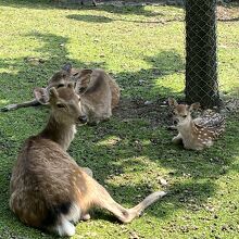 親子のシカ