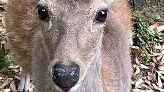 シカ　子育て中　危険！