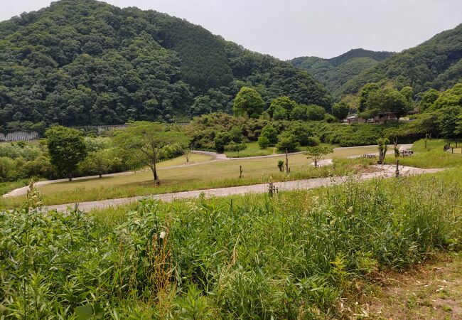 ダム湖上流部に広い人工湿地。野鳥が飛来し、動植物の貴重な生息場所　