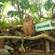 動物と触れ合える！