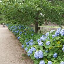 もりもりにあじさいがさいていました。