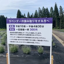 美郷町ラベンダーまつり