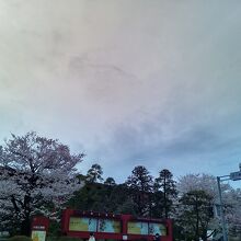 国立劇場の桜満開