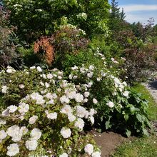 薔薇の庭のホワイトローズ