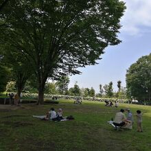 昼食の弁当を食べた広場。大きな木が木陰を作ってくれます。