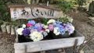 【2024年】あじさい園開園