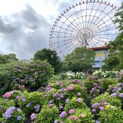 あじさいスポット　水の広場公園