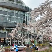 ソメイヨシノの花が満開