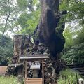 ご神木の大楠