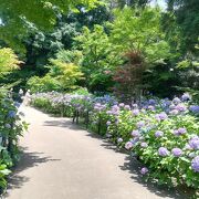 紫陽花を満喫