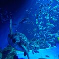 ショッピングモール内にある水族館