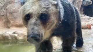 パンダのタンタンは見れません。