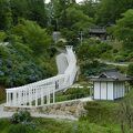 紫陽花の中に白い鳥居のトンネルが