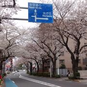 ソメイヨシノの開花時期には、圧巻の絶景