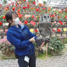 ふくろうと飼育員さん