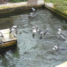 気持ちよく泳ぎ回るペンギン