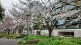 ソメイヨシノの花が満開