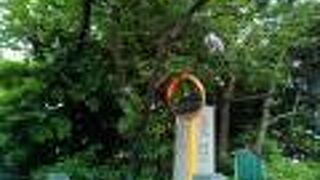 東京でも東照宮の参拝が