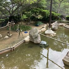 孔雀が羽を広げかけています